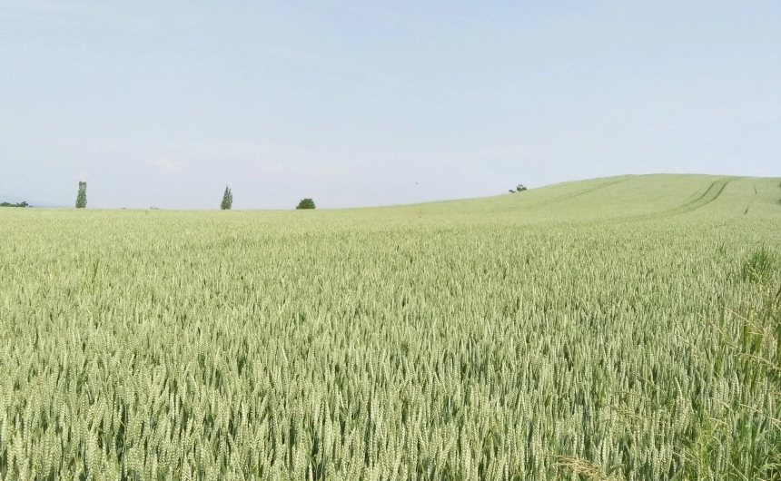 Fotorelacja pszenic ozimych  - Hodowla Roślin Smolice