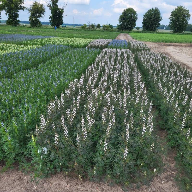 IMG-20240524-WA0004_original