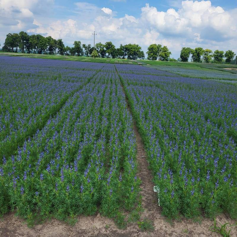 IMG-20240524-WA0012_original