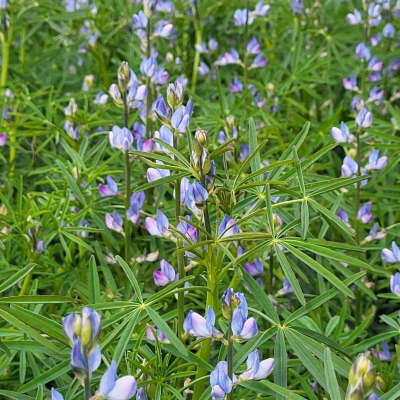 IMG-20240530-WA0040_original