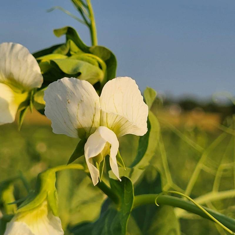 IMG-20240620-WA0044_original