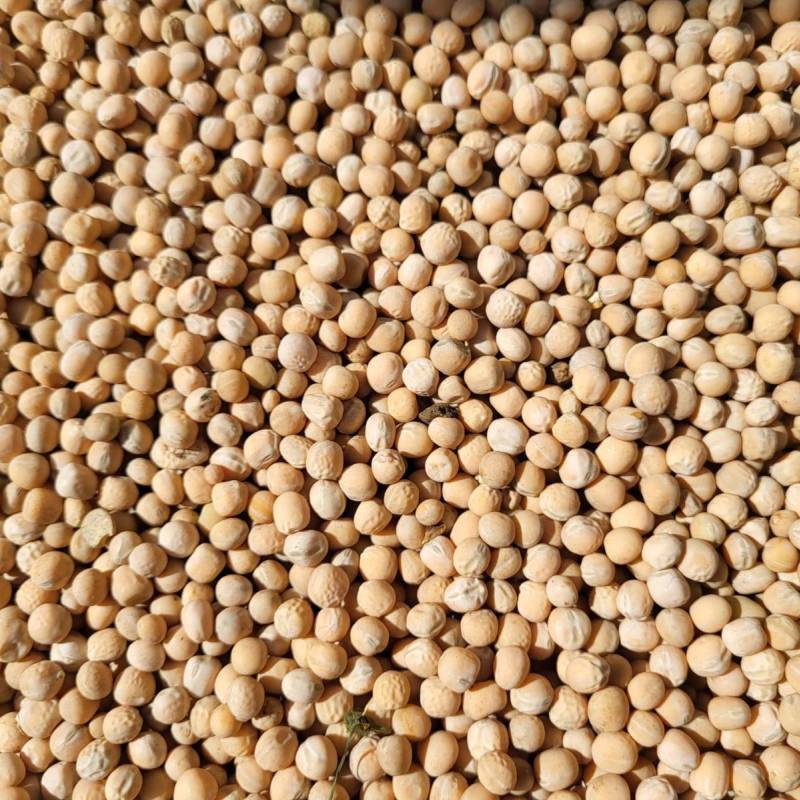 IMG-20250205-WA0005_original