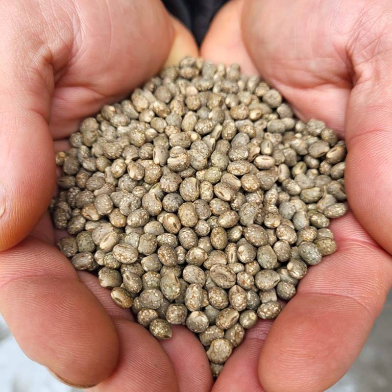 IMG-20250213-WA0002_original