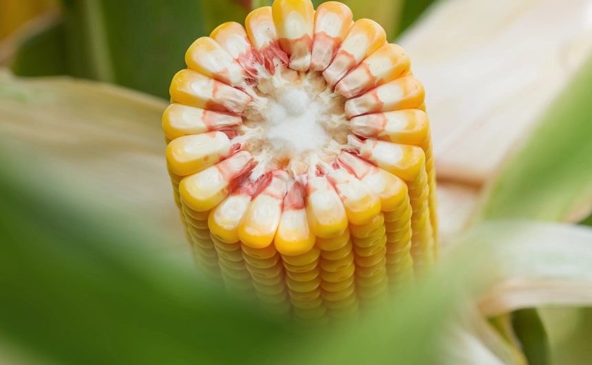 Kukurydza na ziarno - promowane odmiany - Hodowla Roślin Smolice