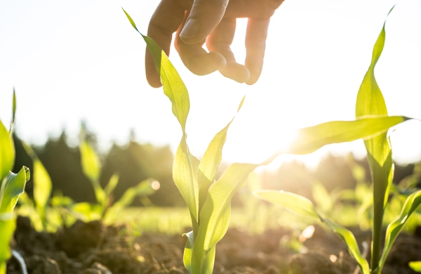 Podstawowe zalecenia agrotechniczne kukurydzy