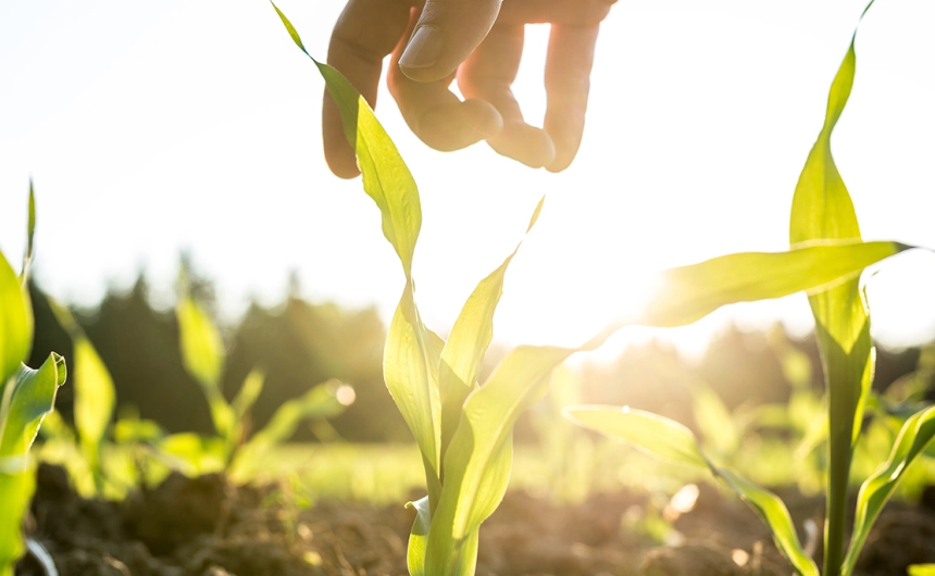 Podstawowe zalecenia agrotechniczne kukurydzy - Hodowla Roślin Smolice