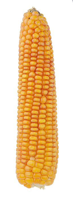 kukurydza